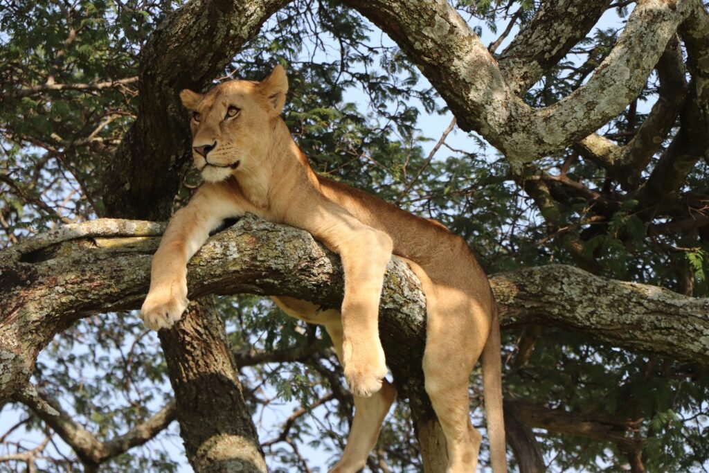 Uganda national park