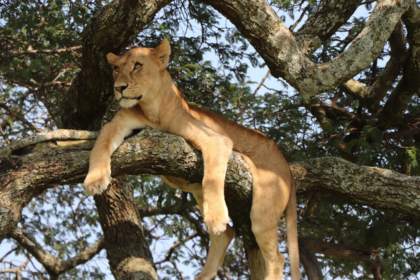 Uganda national park